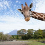 Mount Fuji Parent-Child Day Trip: Fuji Safari Park & Lake Yamanaka Mount Fuji Scenic View & Oshino Hakkai (Chinese/English-speaking leader-Departing from Tokyo/Shinjuku) - Fuji Safari Park: the main event
