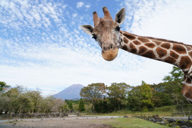Mount Fuji Parent-Child Day Trip: Fuji Safari Park & Lake Yamanaka Mount Fuji Scenic View & Oshino Hakkai (Chinese/English-speaking leader-Departing from Tokyo/Shinjuku) - Fuji Safari Park: the main event