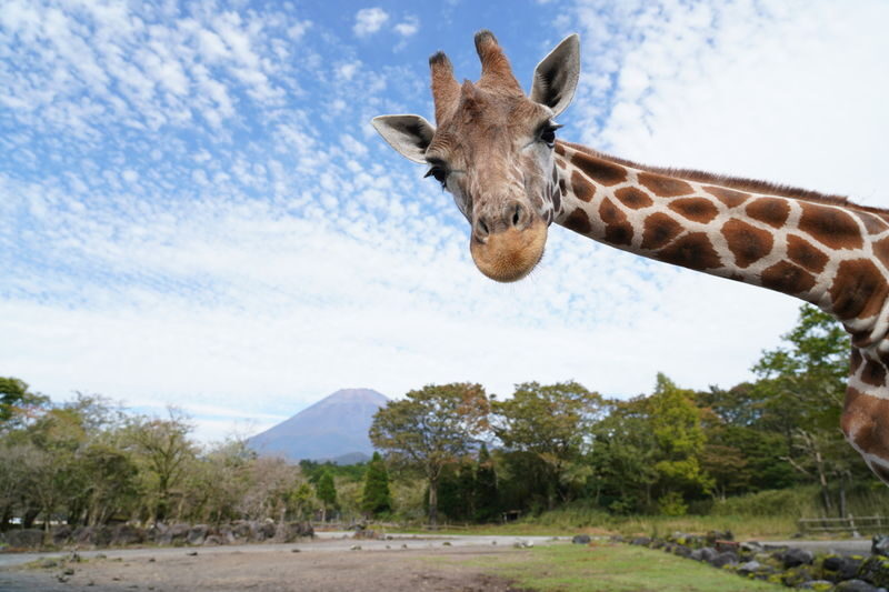 Mount Fuji Parent-Child Day Trip: Fuji Safari Park & Lake Yamanaka Mount Fuji Scenic View & Oshino Hakkai (Chinese/English-speaking leader-Departing from Tokyo/Shinjuku) - Fuji Safari Park: the main event