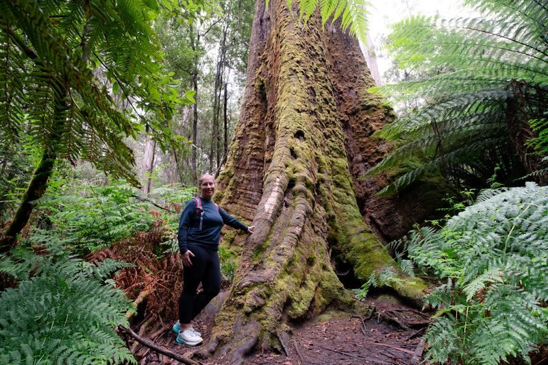Mt Field National Park, Bonorong Wildlife & Mt. Wellington summit - Pack lunch for the forest stop