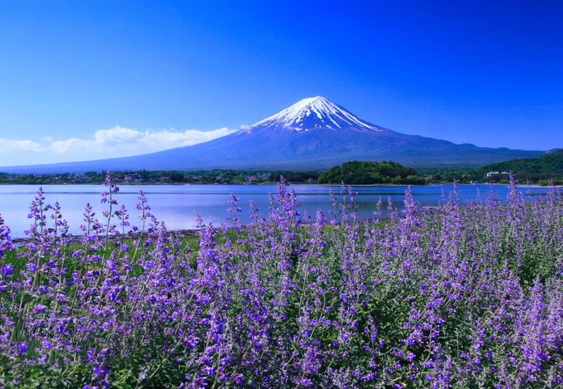 Mt. Fuji Kawaguchiko & Lake Yamanaka & Chureito Pagoda Small Group Day Tour (Optional Hotel Pick-up/Drop-off & Private Charter Available) - Lake Kawaguchiko: Fuji beside the water