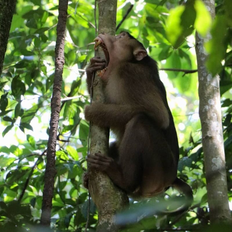 Multi-Day Private Wildlife & Volcano Hiking Experience - Bukit Lawang: make wildlife the point
