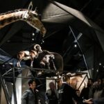 Musee des Confluences Skip-the-line Admission in Lyon - Start with the objects that catch your eye