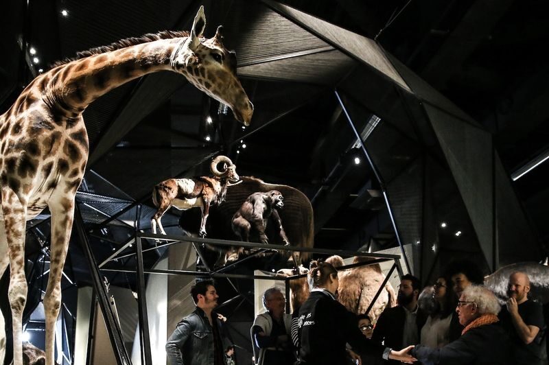 Musee des Confluences Skip-the-line Admission in Lyon - Start with the objects that catch your eye