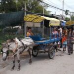 Muslim Friendly: My Tho & Thoi Son Island Mekong Delta Day Tour with Halal Lunch - Thoi Son Island and the local stops