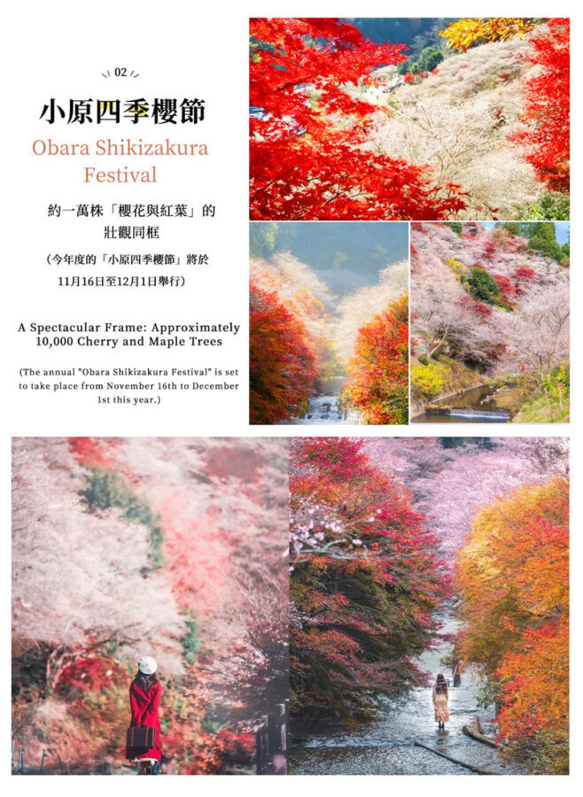 Must-See Autumn Foliage Spots in Nagoya, Japan | Kokeizan Eiho-ji Temple: 700-Year-Old Ginkgo Trees & the Unique Spectacle of Obara Cherry Blossoms and Maple Leaves Together & Korankei Valley Autumn Leaves One-Day Tour - Obara: autumn cherry blossoms, if the timing works