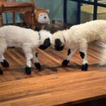 My Animal Story & LEGOLAND Korea Interactive Day Tour - My Animal Story and the pleasure of a hands-on stop