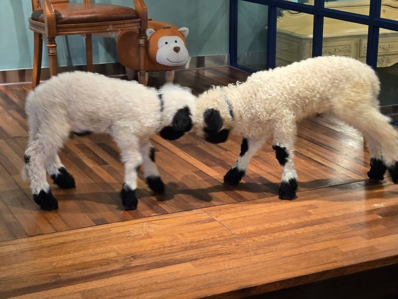 My Animal Story & LEGOLAND Korea Interactive Day Tour - My Animal Story and the pleasure of a hands-on stop