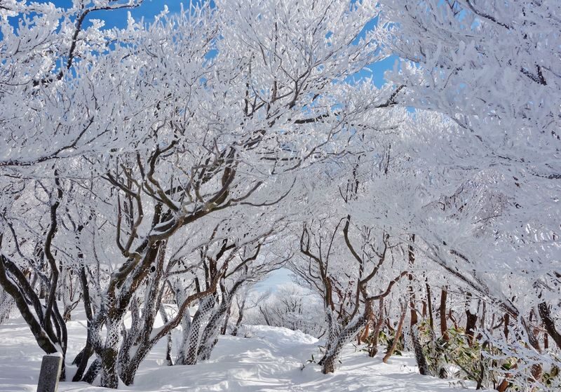 Nabana no Sato & Gozaishodake Ropeway Day Tour from Osaka - Seki Drive-In: a short lunch and shopping break