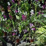 Nadi Therapeutic Mud Pools and Garden Tour in Fiji - Starting at Sri Siva Subramaniya Swami Temple