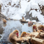 Nagano Jigokudani Monkey Park, Togakushi Shrine, Zenkoji Temple & Sake Culture Experience Day Tour (Departing from Nagano) - The long walk to Jigokudani’s monkeys