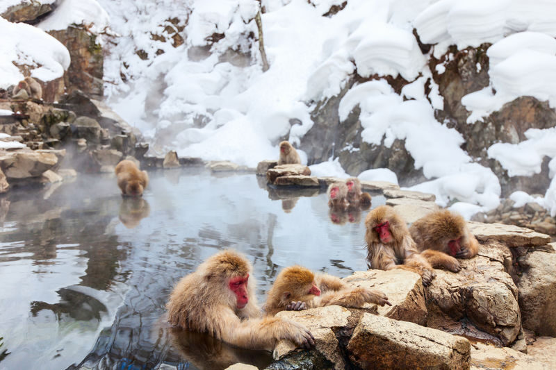 Nagano Jigokudani Monkey Park, Togakushi Shrine, Zenkoji Temple & Sake Culture Experience Day Tour (Departing from Nagano) - The long walk to Jigokudani’s monkeys
