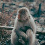Nagano Jigokudani Snow Monkey Park Full-Day Customizable Tour - Jigokudani’s forest approach and monkey park