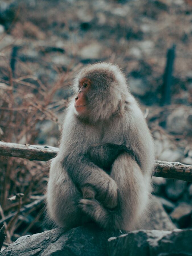 Nagano Jigokudani Snow Monkey Park Full-Day Customizable Tour - Jigokudani’s forest approach and monkey park