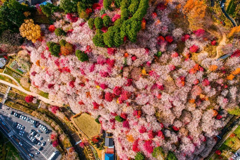 Nagoya Korankei & Shikizakura Autumn Maple Leaf Half-Day Tour - What to expect at Kokeizan Eiho Temple