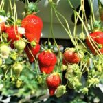 Nagoya Toyokawa Inari, Fruit Picking & Mitsui Outlet Park Day Tour - Toyokawa Inari: leave room to look around
