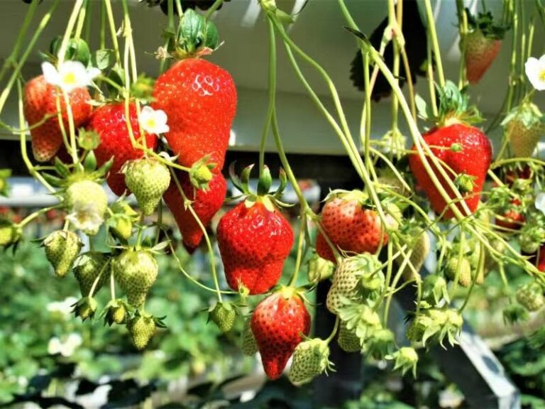 Nagoya Toyokawa Inari, Fruit Picking & Mitsui Outlet Park Day Tour - Toyokawa Inari: leave room to look around