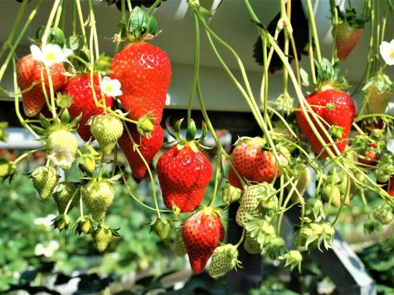 Nagoya Toyokawa Inari, Fruit Picking & Mitsui Outlet Park Day Tour - Toyokawa Inari: leave room to look around
