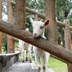 Naha Tokashiki Island Full-Day Tour with Lunch - Boat to island, bus to beach