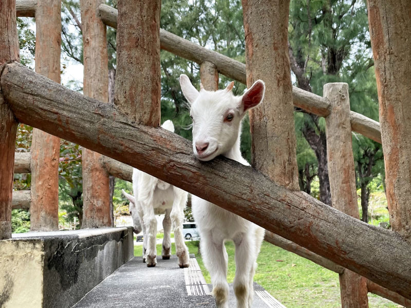 Naha Tokashiki Island Full-Day Tour with Lunch - Boat to island, bus to beach
