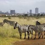Nairobi 3 Wildlife Spots Full-Day Small Group Discovery - The Giraffe Centre: a different kind of stop