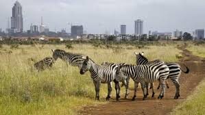 Nairobi 3 Wildlife Spots Full-Day Small Group Discovery - The Giraffe Centre: a different kind of stop
