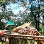 Nairobi Giraffe Centre & Kibera Slum Half-Day Tour with Local Village - Feeding giraffes at the Giraffe Centre