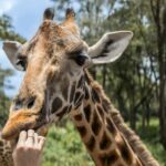 Nairobi National Park, Elephant Nursery & Giraffe Center Guided Tour - Feeding Rothschild Giraffes at the Giraffe Center