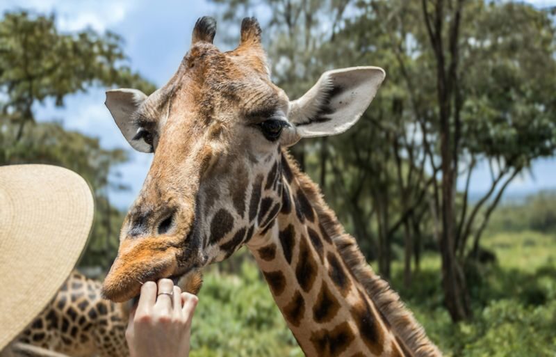 Nairobi National Park, Elephant Nursery & Giraffe Center Guided Tour - Feeding Rothschild Giraffes at the Giraffe Center