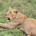 Nairobi National Park & Giraffe Centre Half-Day Tour with Elephant Feeding - The Giraffe Centre adds a closer encounter