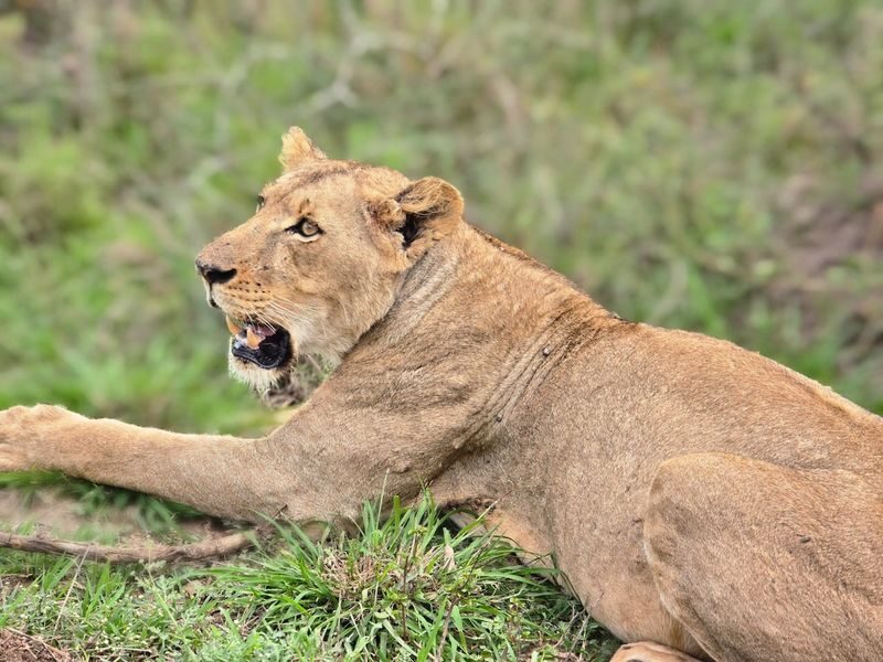Nairobi National Park & Giraffe Centre Half-Day Tour with Elephant Feeding - The Giraffe Centre adds a closer encounter
