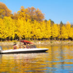 Nami Island (Speedboat)/Alpaca/Rail Bike/Morning Calm Private Tour - Choose the right second stop