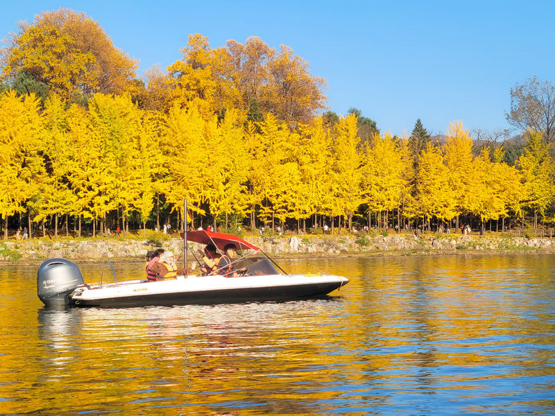 Nami Island (Speedboat)/Alpaca/Rail Bike/Morning Calm Private Tour - Choose the right second stop