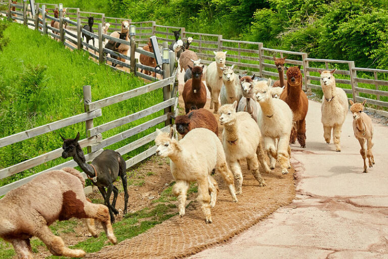 Nami Island Tour from Seoul: Alpaca, Rail Bike, Morning Calm Garden - Nami Island is the main event