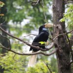 Nanjing Hongshan Forest Zoo - Key points before you go