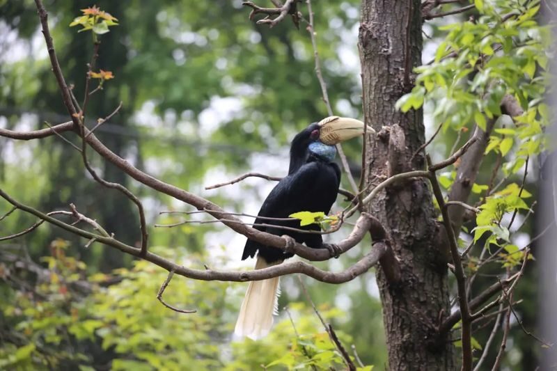Nanjing Hongshan Forest Zoo - Key points before you go