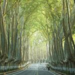 Nanjing Meiling Palace & Wutong Avenue Half-Day Tour - Meiling Palace: a stop that benefits from context