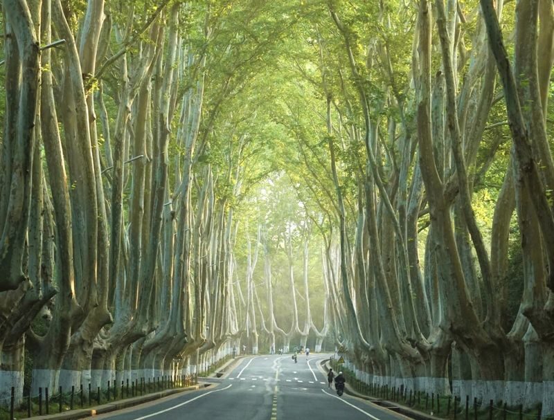 Nanjing Meiling Palace & Wutong Avenue Half-Day Tour - Meiling Palace: a stop that benefits from context