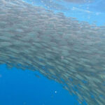 Napaling Sardine Run with Hinagdanan Cave & Bohol Countryside Tour - Hinagdanan Cave: a change of pace