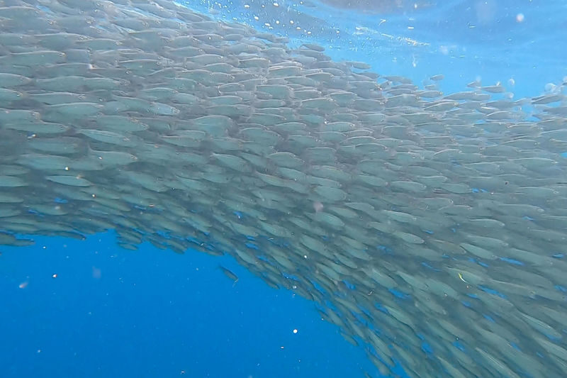 Napaling Sardine Run with Hinagdanan Cave & Bohol Countryside Tour - Hinagdanan Cave: a change of pace