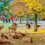 Nara Charter Car Customizable 1-Day Trip (from Kyoto) - Todai-ji and the Great Buddha