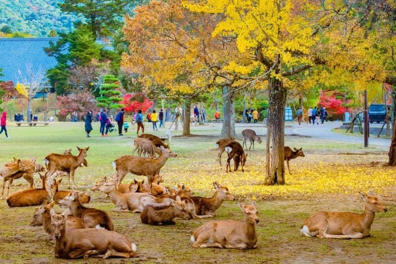 Nara Charter Car Customizable 1-Day Trip (from Kyoto) - Todai-ji and the Great Buddha