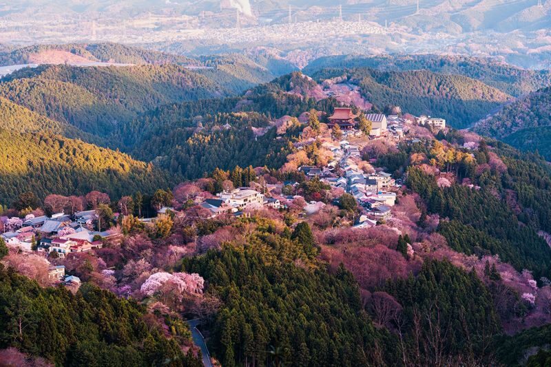 Nara Half-Day Small Group Tour - The guide can make a short visit easier