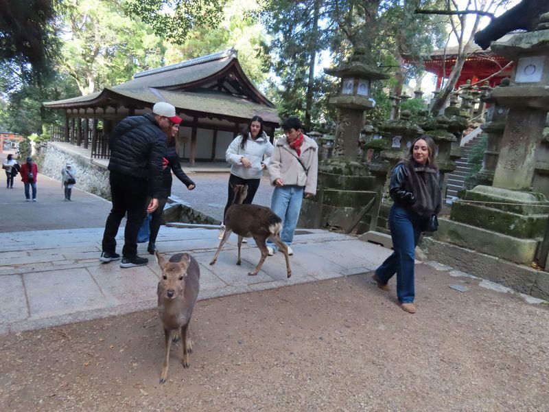 Nara Park & Kinkakuji Temple Heritage Tour with Tea Ceremony - Todai-ji and the Great Buddha Hall: the essential stop
