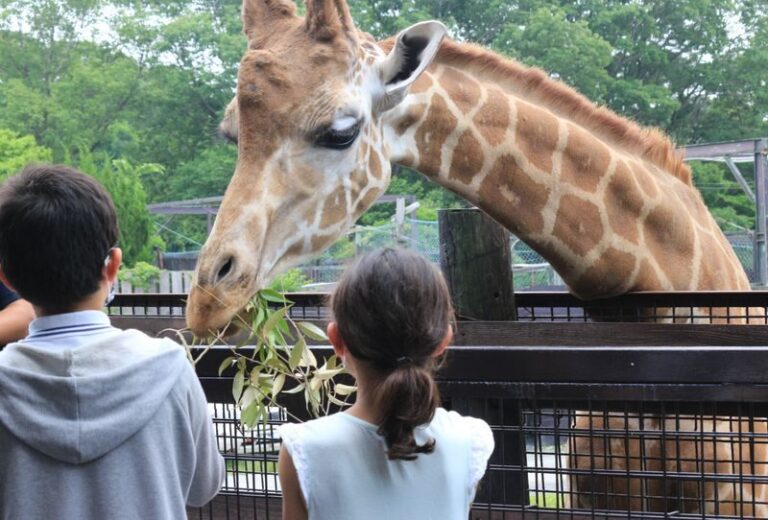 Nasu Safari Park Ticket - Choosing the right way through the safari zone