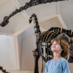 Natural History Museum Ticket in Abu Dhabi - The opening galleries and the first sense of scale