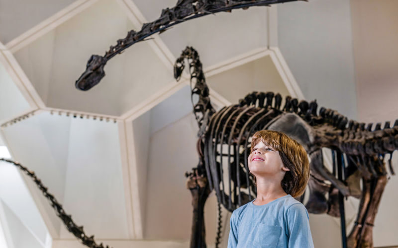 Natural History Museum Ticket in Abu Dhabi - The opening galleries and the first sense of scale