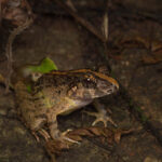 Naturalist Night Adventure by The Untamed Paths - A small group makes a difference