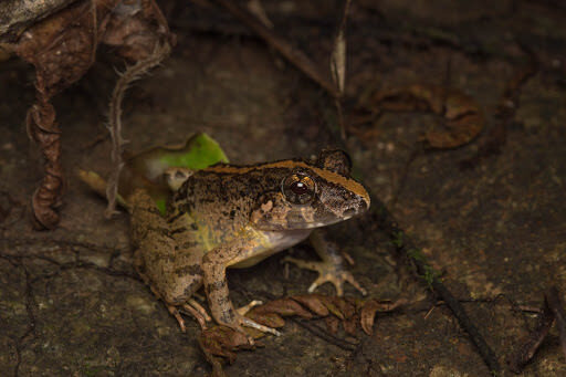 Naturalist Night Adventure by The Untamed Paths - A small group makes a difference