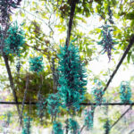 Neo Park Okinawa Ticket - A Garden Walk With Animals Along the Way